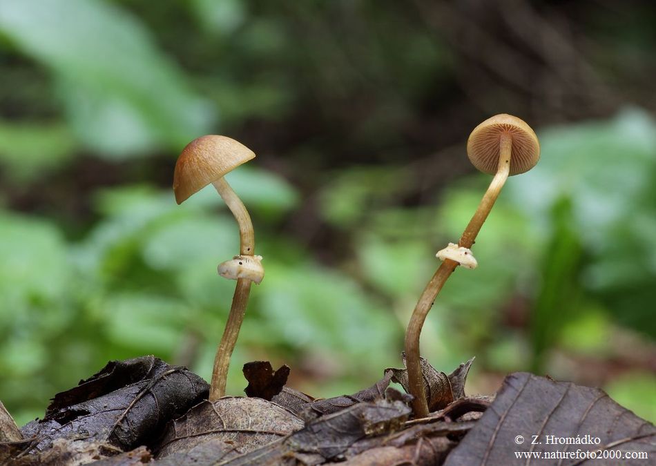 sametovka bezpórá, Pholiotina aporos (Houby, Fungi)